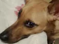 bela