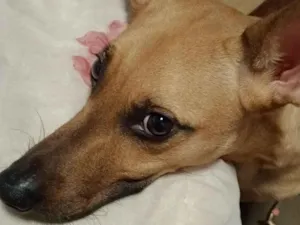 Cachorro raça SRD-ViraLata idade 2 anos nome bela
