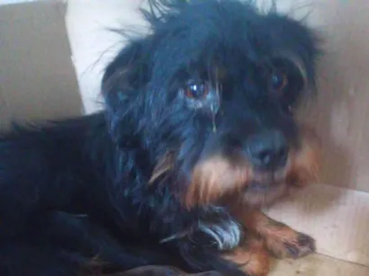 Cachorro raça Yorkshire idade Abaixo de 2 meses nome Eliene santos 