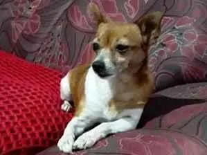 Cachorro raça Pinscher idade 6 ou mais anos nome Suzi
