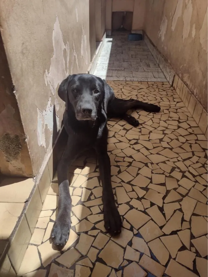 Cachorro raça SRD-ViraLata idade 3 anos nome loki