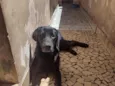 loki
