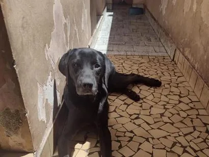 Cachorro raça SRD-ViraLata idade 3 anos nome loki