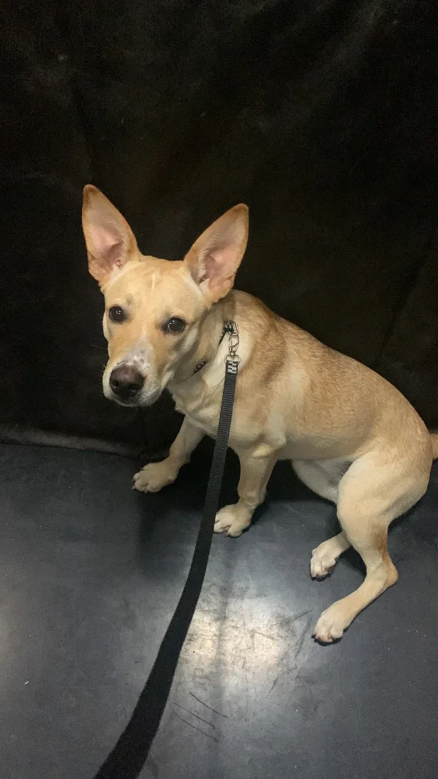 Cachorro raça SRD-ViraLata idade 1 ano nome Charllote