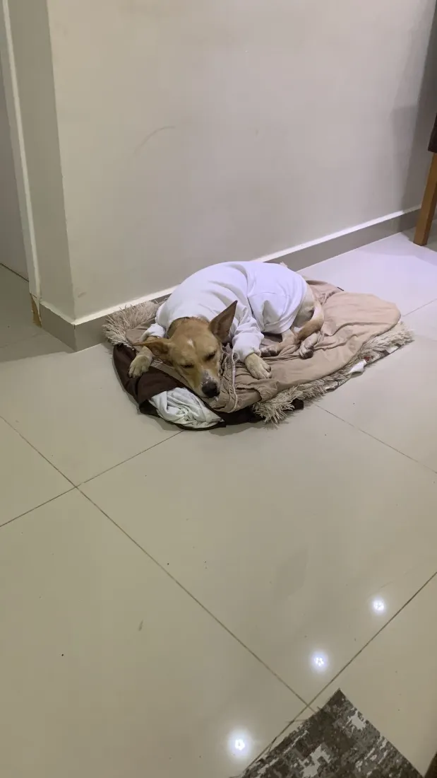 Cachorro raça SRD-ViraLata idade 1 ano nome Charllote