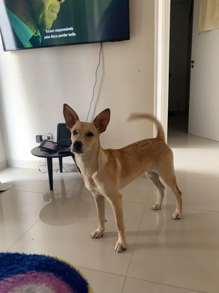 Cachorro raça SRD-ViraLata idade 1 ano nome Charllote
