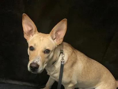 Cachorro raça SRD-ViraLata idade 1 ano nome Charllote
