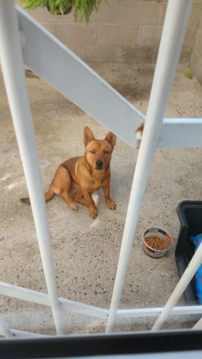 Cachorro raça SRD-ViraLata idade 1 ano nome Não sei o nome mas estou chamando de Carmela 