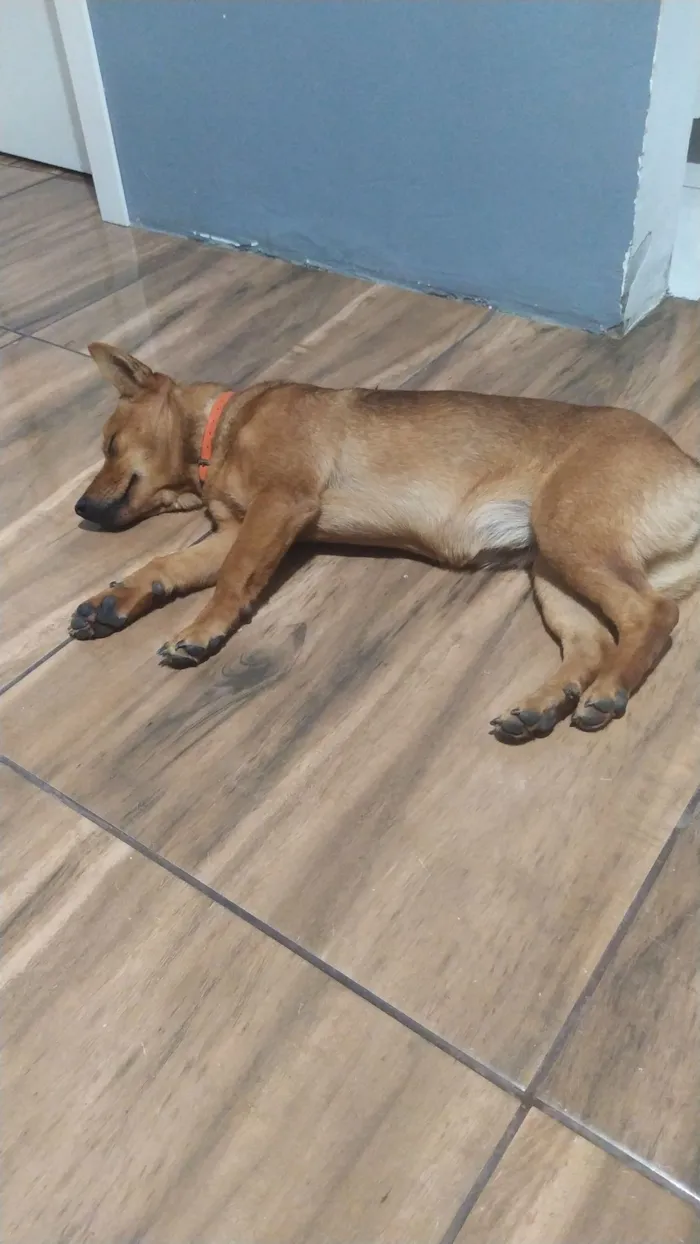 Cachorro raça SRD-ViraLata idade 1 ano nome Não sei o nome mas estou chamando de Carmela 