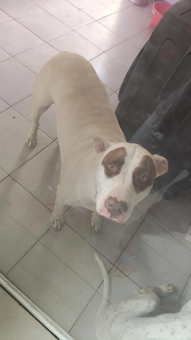 Cachorro raça Pit-Bull idade 3 anos nome Mike 