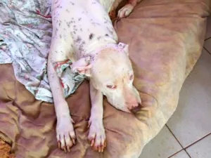 Cachorro raça Pit-Bull idade 3 anos nome Ema