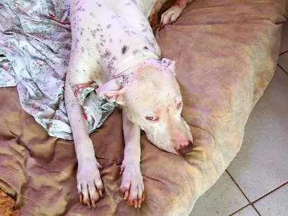 Cachorro raça Pit-Bull idade 3 anos nome Ema