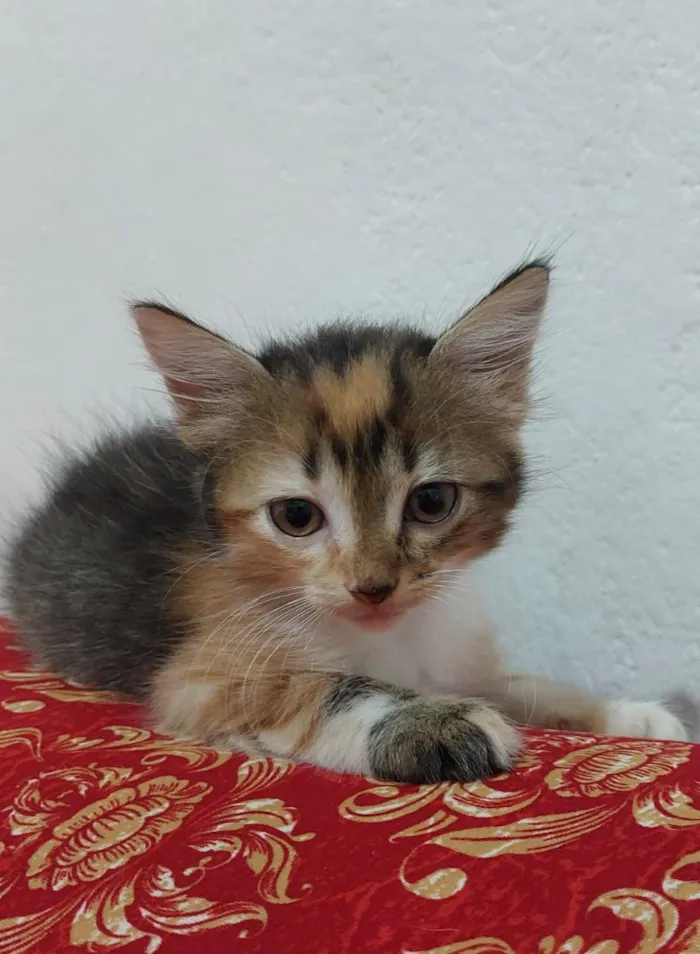 Gato raça SRD-ViraLata idade 2 a 6 meses nome SOL