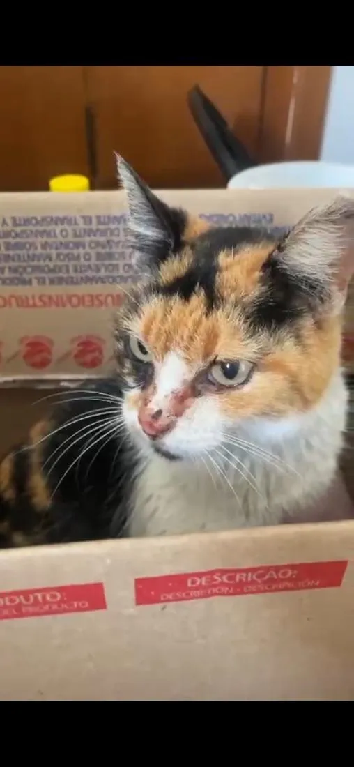Gato raça SRD-ViraLata idade 7 a 11 meses nome Não sei