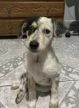 Neneco / Asmodeuso