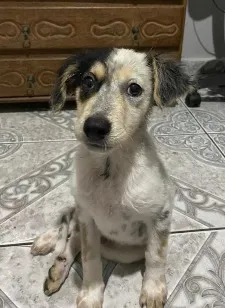 Cachorro raça SRD-ViraLata idade Abaixo de 2 meses nome Neneco / Asmodeuso