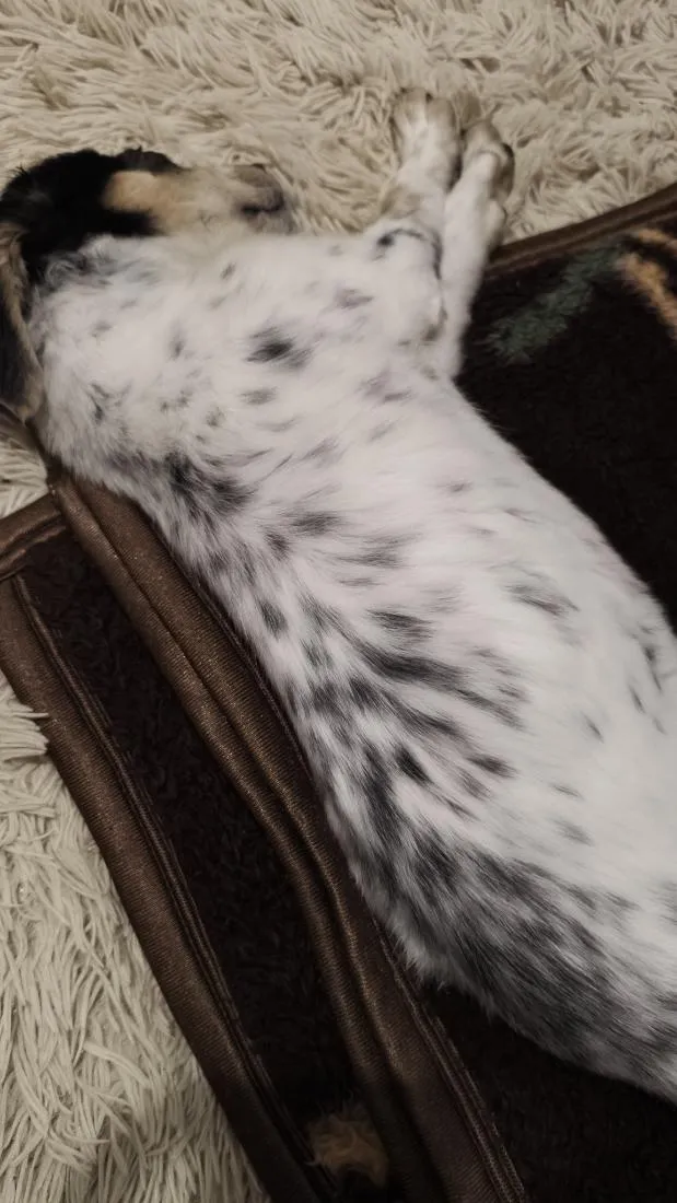 Cachorro raça SRD-ViraLata idade Abaixo de 2 meses nome Neneco / Asmodeuso