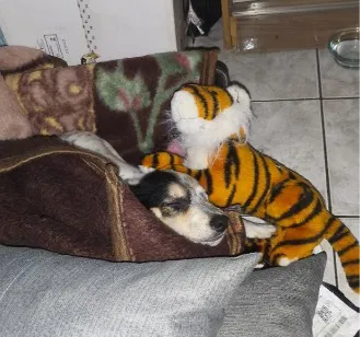 Cachorro raça SRD-ViraLata idade Abaixo de 2 meses nome Neneco / Asmodeuso
