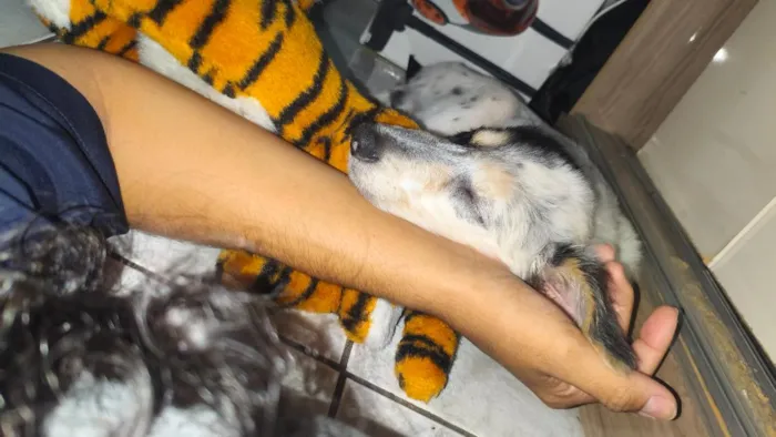 Cachorro raça SRD-ViraLata idade Abaixo de 2 meses nome Neneco / Asmodeuso