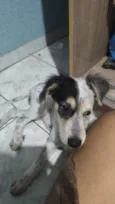 Neneco / Asmodeuso