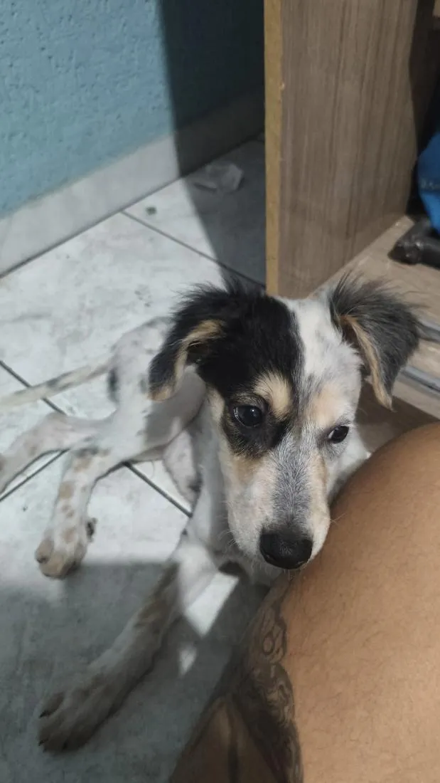 Cachorro raça SRD-ViraLata idade Abaixo de 2 meses nome Neneco / Asmodeuso
