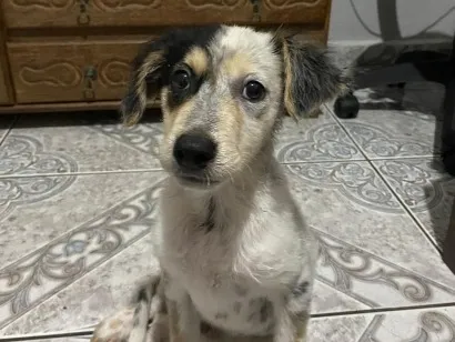Cachorro raça SRD-ViraLata idade Abaixo de 2 meses nome Neneco / Asmodeuso