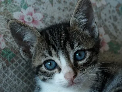 Gato raça SRD-ViraLata idade 2 a 6 meses nome Denguinho