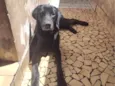 loki