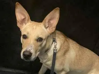Cachorro raça SRD-ViraLata idade 1 ano nome Charllote