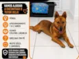 Não sei o nome mas estou chamando de Carmela 
