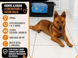 Cachorro raça SRD-ViraLata idade 1 ano nome Não sei o nome mas estou chamando de Carmela 
