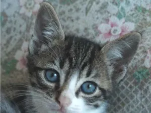 Gato raça SRD-ViraLata idade 2 a 6 meses nome Denguinho
