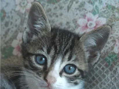 Gato raça SRD-ViraLata idade 2 a 6 meses nome Denguinho