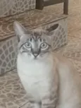 Chico e Antônio 