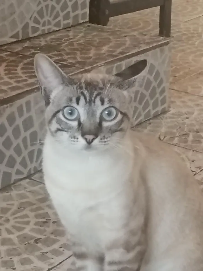 Gato raça SRD-ViraLata idade 2 a 6 meses nome Chico e Antônio 