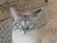 Chico e Antônio 