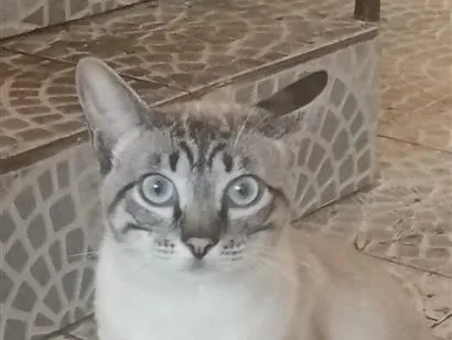 Gato raça SRD-ViraLata idade 2 a 6 meses nome Chico e Antônio 