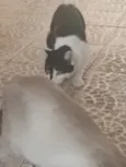Chico e Antônio 