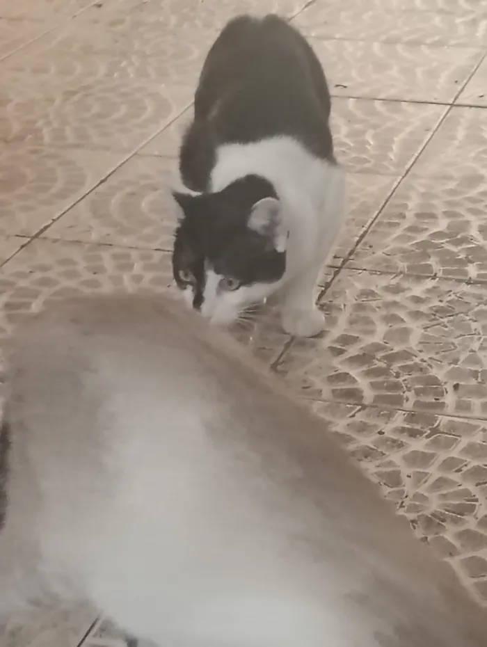 Gato raça SRD-ViraLata idade 2 a 6 meses nome Chico e Antônio 