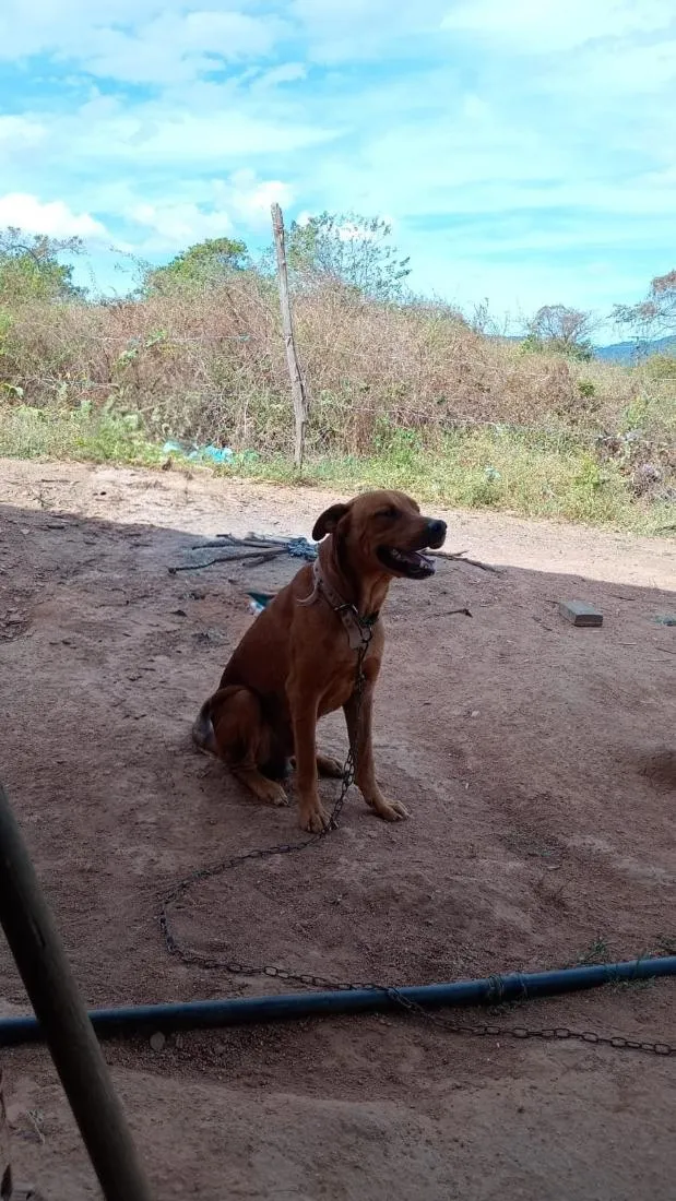 Cachorro raça SRD-ViraLata idade 6 ou mais anos nome Max