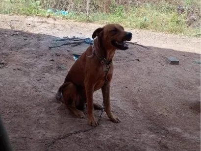 Cachorro raça SRD-ViraLata idade 6 ou mais anos nome Max