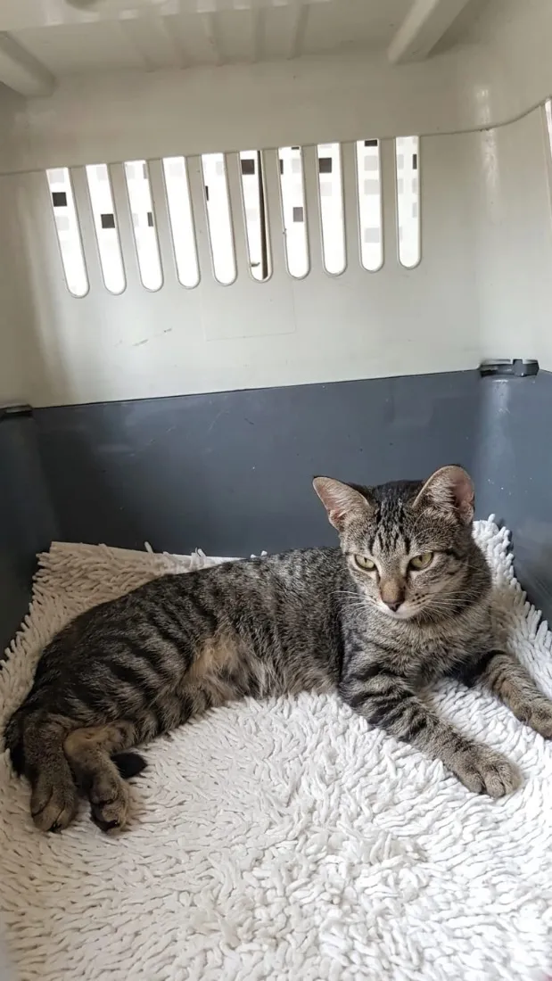 Gato raça SRD-ViraLata idade 2 a 6 meses nome Mia 