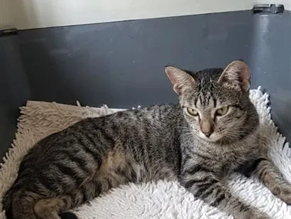 Gato raça SRD-ViraLata idade 2 a 6 meses nome Mia 
