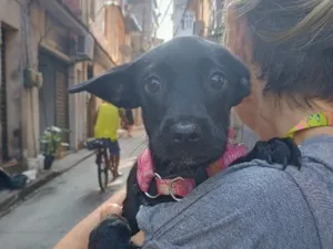 Cachorro raça SRD-ViraLata idade 2 a 6 meses nome luna 