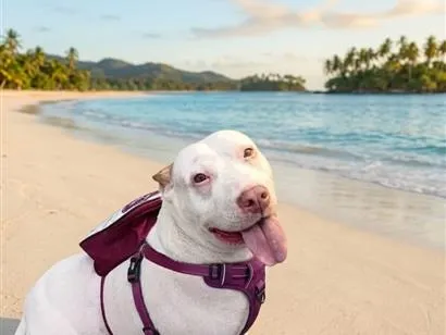 Cachorro raça Pit-Bull idade 5 anos nome Pandora 