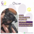 Oscar