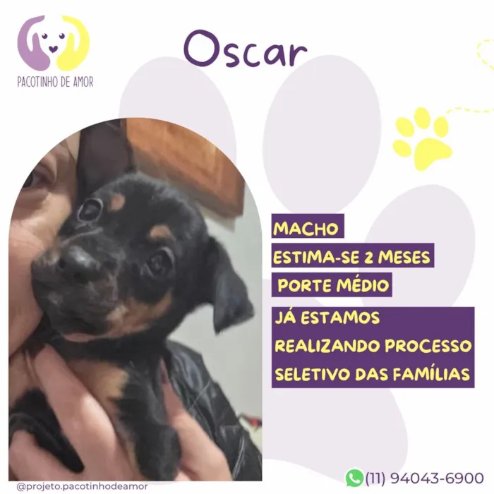 Cachorro raça SRD-ViraLata idade 2 a 6 meses nome Oscar