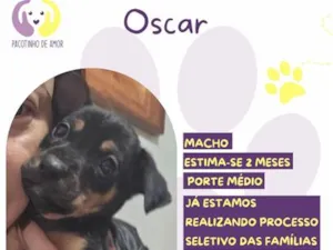 Cachorro raça SRD-ViraLata idade 2 a 6 meses nome Oscar