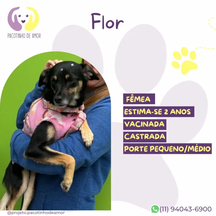 Cachorro raça SRD-ViraLata idade 2 anos nome Flor