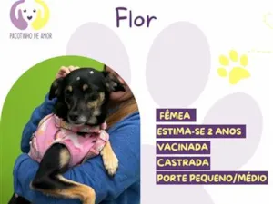Cachorro raça SRD-ViraLata idade 2 anos nome Flor